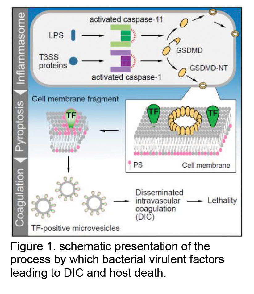 1-Inflammasome-activation-and-sepsis.png
